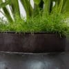 A close up of the plant in a pot
