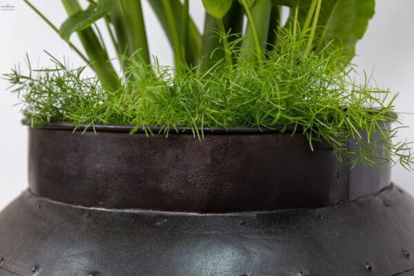 A close up of the plant in a pot