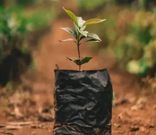 A small tree is growing in the ground