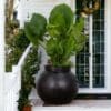 A large black pot with plants in it