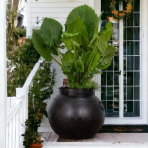 A large black pot with plants in it