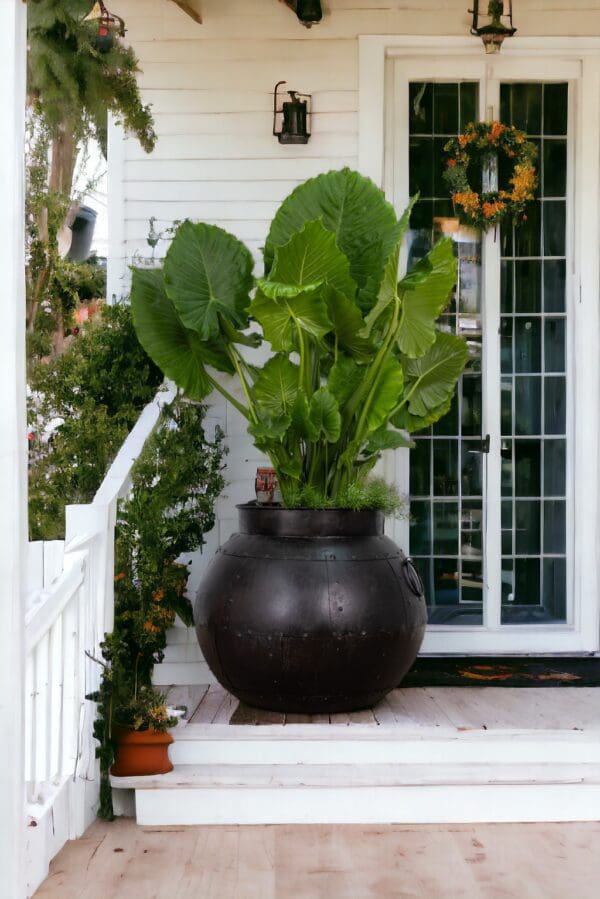 A large black pot with plants in it